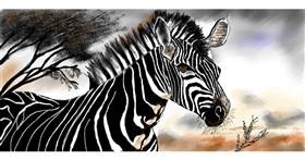 Zebra-Zeichnung von Chaching